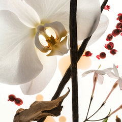 Vanilla Skin - Body Oil